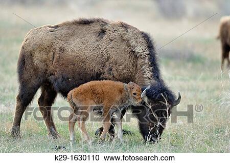 American Bison Bison bison Young calf with mother View Large Photo Image Stock Image - American Bison Bison bison Young calf with mother. Fotosearch