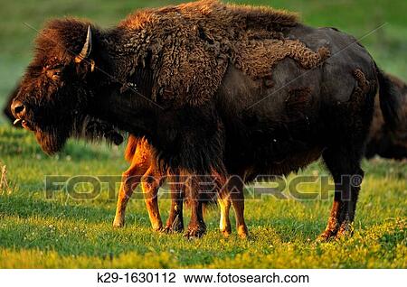 American Bison Bison bison Young calf nursing with mother View Large Photo Image Stock Image - American Bison Bison bison Young calf nursing with mother. Fotosearch