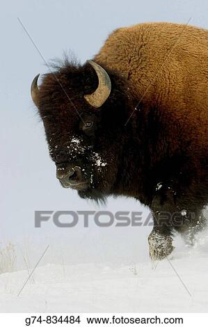 American Bison trots thru snow in Yellowstone National Park during winter, USA View Large Photo Image Picture - American Bison trots thru snow in Yellowstone National Park during winter, USA. Fotosearch