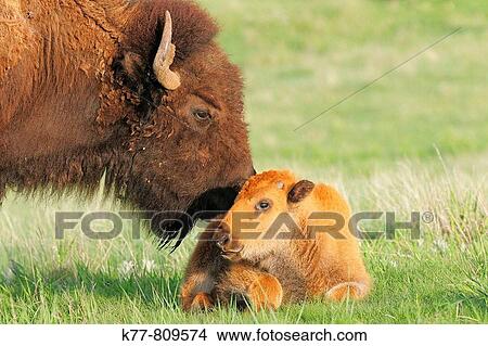 American Bison/Buffalo (Bison bison), Young/Calf with Mother/Cow. Custer State Park, South Dakota, USA. View Large Photo Image Picture - American Bison/Buffalo (Bison bison), Young/Calf with Mother/Cow. Custer State Park, South Dakota, USA.. Fotosearch