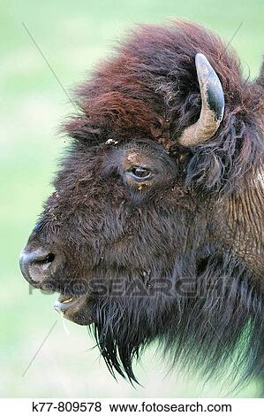 Stock Photo - American Bison/Buffalo (Bison bison), Female/Cow, Portrait. Custer State Park, South Dakota, USA.. Fotosearch