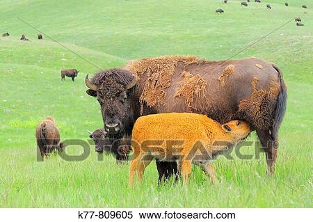 American Bison/Buffalo (Bison bison), Young/Calf with Mother/Cow. Custer State Park, South Dakota, USA. View Large Photo Image Stock Photography - American Bison/Buffalo (Bison bison), Young/Calf with Mother/Cow. Custer State Park, South Dakota, USA.. Fotosearch