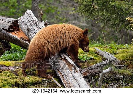 American Black bear (Ursus americanus) Cinnamon variety foraging in woodland, Glacier National Park, Montana, USA. View Large Photo Image Picture - American Black bear (Ursus americanus) Cinnamon variety foraging in woodland, Glacier National Park, Montana, USA.. Fotosearch