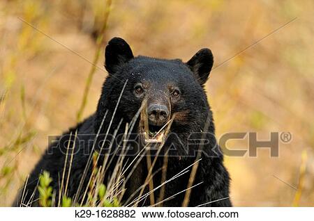 Stock Image - American Black bear Ursus americanus Roadside specimen in spring. Fotosearch