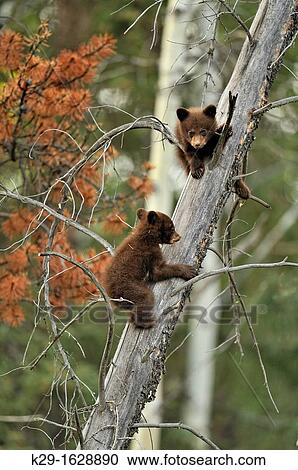 American Black bear Ursus americanus Two young cubs playing in the safety of a dead snag View Large Photo Image Stock Image - American Black bear Ursus americanus Two young cubs playing in the safety of a dead snag. Fotosearch