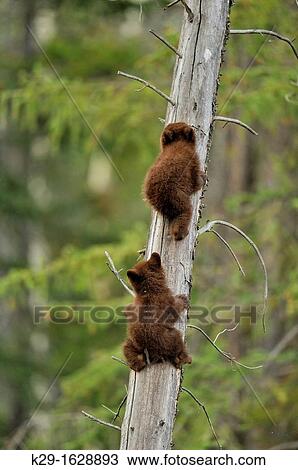 American Black bear Ursus americanus Two young cubs playing in the safety of a dead snag View Large Photo Image Stock Image - American Black bear Ursus americanus Two young cubs playing in the safety of a dead snag. Fotosearch