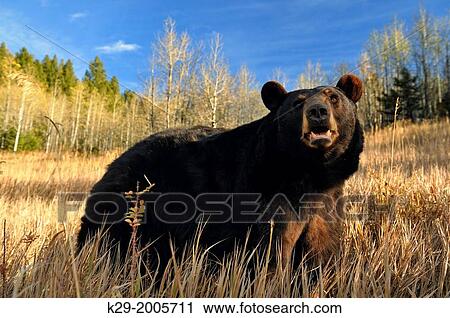 American Black bear (Ursus americanus) in late autumn habitat, Bozeman, Montana, USA. View Large Photo Image Stock Image - American Black bear (Ursus americanus) in late autumn habitat, Bozeman, Montana, USA.. Fotosearch