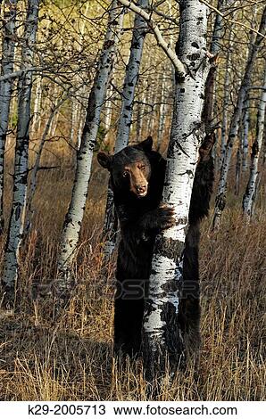 American Black bear (Ursus americanus) in late autumn habitat, Bozeman, Montana, USA. View Large Photo Image Stock Image - American Black bear (Ursus americanus) in late autumn habitat, Bozeman, Montana, USA.. Fotosearch