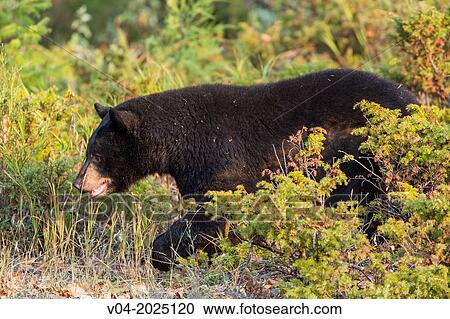 American black bear (Ursus americanus) in the wilds, captive, Montana, USA View Large Photo Image Stock Image - American black bear (Ursus americanus) in the wilds, captive, Montana, USA. Fotosearch