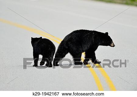 American Black bear (Ursus americanus) Sow and cubs crossing park road, Banff National Park, Alberta, Canada. View Large Photo Image Stock Photo - American Black bear (Ursus americanus) Sow and cubs crossing park road, Banff National Park, Alberta, Canada.. Fotosearch