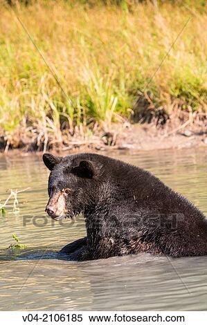 American black bear (Ursus americanus) in the water, captive, Montana, USA View Large Photo Image Stock Photography - American black bear (Ursus americanus) in the water, captive, Montana, USA. Fotosearch