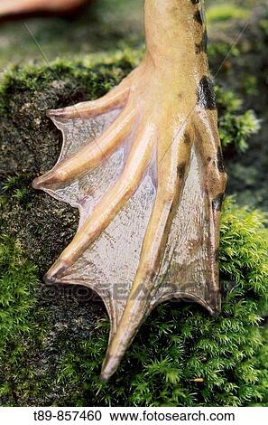 Stock Image - American Bullfrog Rana catesbeiana,. Fotosearch