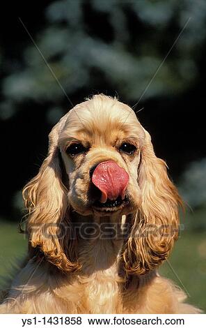 AMERICAN COCKER SPANIEL, ADULT LICKING NOSE View Large Photo Image Stock Photo - AMERICAN COCKER SPANIEL, ADULT LICKING NOSE. Fotosearch