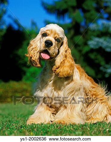 American Cocker Spaniel, Dog sitting on Grass. View Large Photo Image Stock Photograph - American Cocker Spaniel, Dog sitting on Grass.. Fotosearch