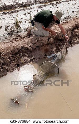 Picture - American crawfish fisherman. Fotosearch