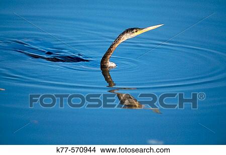 American darter, fishing (Anhinga anhinga). Sanibel Island, Florida, USA View Large Photo Image Picture - American darter, fishing (Anhinga anhinga). Sanibel Island, Florida, USA. Fotosearch