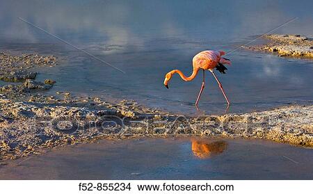 American Flamingo (Phoenicopterus ruber), Isabela Island, Galapagos Islands, Ecuador View Large Photo Image Picture - American Flamingo (Phoenicopterus ruber), Isabela Island, Galapagos Islands, Ecuador. Fotosearch