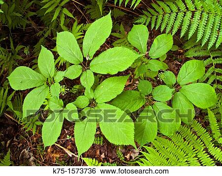 Stock Photograph - American ginseng plant. Fotosearch