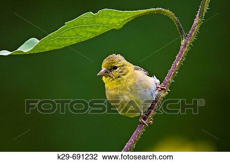 American goldfinch (Carduelis tristis) perched in sunflower plant View Large Photo Image Stock Image - American goldfinch (Carduelis tristis) perched in sunflower plant. Fotosearch