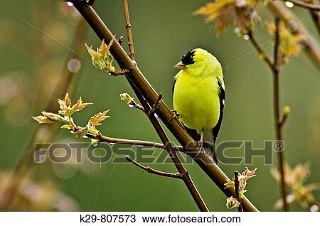 American goldfinch Carduelis tristis Male View Large Photo Image Stock Image - American goldfinch Carduelis tristis Male. Fotosearch
