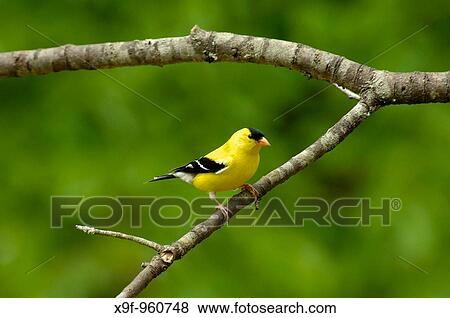 American Goldfinch male (Carduelis tristis) sitting on a Cherry tree branch in the Springtime. View Large Photo Image Stock Photo - American Goldfinch male (Carduelis tristis) sitting on a Cherry tree branch in the Springtime.. Fotosearch