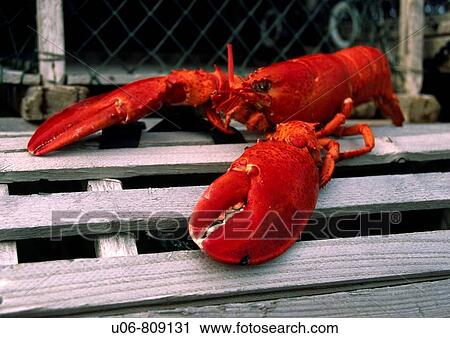 American lobster, Homarus americanus, on top of a lobster trap in Rustico, Prince Edward Island, Canada View Large Photo Image Stock Image - American lobster, Homarus americanus, on top of a lobster trap in Rustico, Prince Edward Island, Canada. Fotosearch