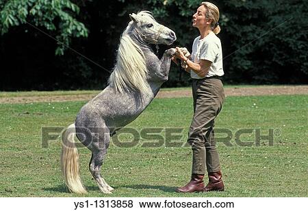 AMERICAN MINIATURE HORSE, WOMAN WITH ADULT HORSE View Large Photo Image Stock Photo - AMERICAN MINIATURE HORSE, WOMAN WITH ADULT HORSE. Fotosearch