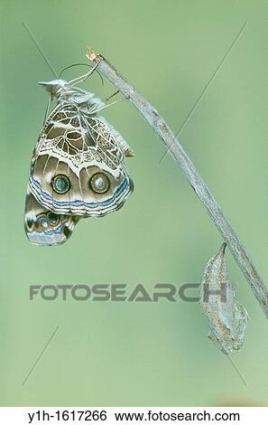 Stock Photograph - American Painted Lady butterfly (Vanessa virginiensis) recovers and waits near chrysalis. Fotosearch