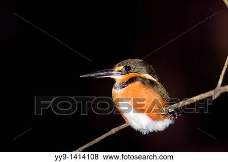 Stock Photo - American Pygmy Kingfisher at night - La Selva Jungle Lodge - Amazon Region, Ecuador. Fotosearch