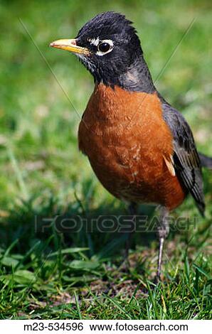American Robin, (Turdus migratorius), checks for danger as he searches for food, Pennsylvania (USA) View Large Photo Image Stock Photograph - American Robin, (Turdus migratorius), checks for danger as he searches for food, Pennsylvania (USA). Fotosearch