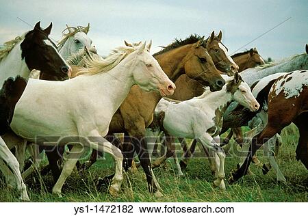 American Saddlebred Horse, Herd View Large Photo Image Stock Image - American Saddlebred Horse, Herd. Fotosearch