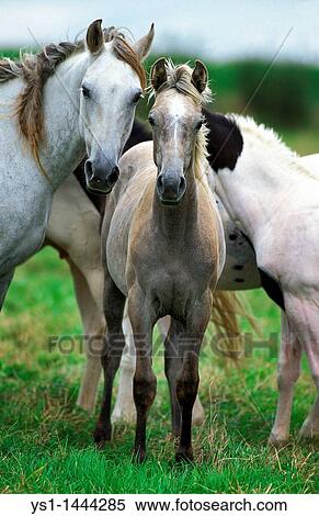 AMERICAN SADDLEBRED HORSE, MARE WITH FOAL View Large Photo Image Stock Photography - AMERICAN SADDLEBRED HORSE, MARE WITH FOAL. Fotosearch