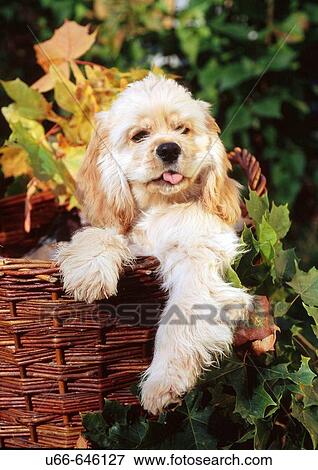 Stock Photo - American spaniel. Fotosearch