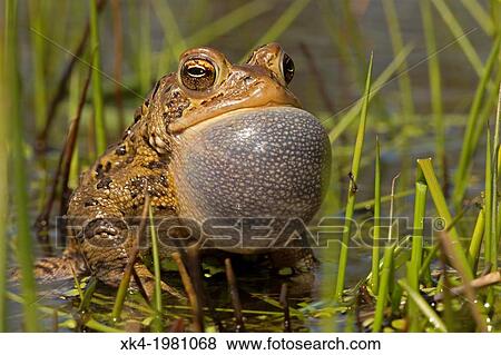 American toad - Bufo americanus - New York - Male calling to attract females. View Large Photo Image Stock Photo - American toad - Bufo americanus - New York - Male calling to attract females.. Fotosearch