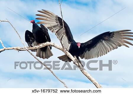American Vulture Vulture Cathartes aura. Guanacabibes. Guanahacabibes. Cuba View Large Photo Image Stock Image - American Vulture Vulture Cathartes aura. Guanacabibes. Guanahacabibes. Cuba. Fotosearch