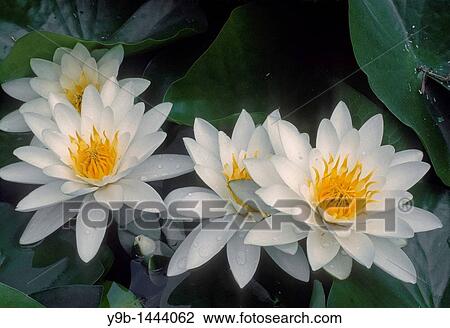 Stock Image - American water-lily Nymphaea odorata, Columbia River National Scenic Area, southern Washington, USA. Fotosearch