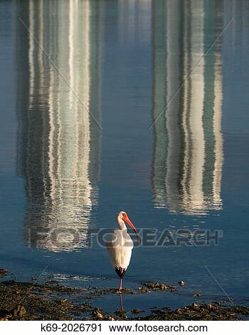 American White Ibis (Eudocimus albus). View Large Photo Image Stock Image - American White Ibis (Eudocimus albus).. Fotosearch