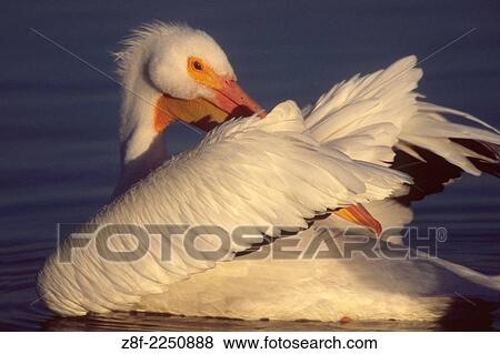 Stock Photo - American White Pelican grooming it's feathers. (Pelecanus erythrorhynchos). Bolsa Chica Wetlands, California.. Fotosearch