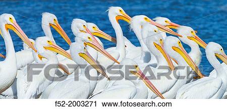AMERICAN WHITE PELICAN (Pelecanus erythrohycnchos), Everglades National Park, FLORIDA, USA, AMERICA. View Large Photo Image Stock Image - AMERICAN WHITE PELICAN (Pelecanus erythrohycnchos), Everglades National Park, FLORIDA, USA, AMERICA.. Fotosearch