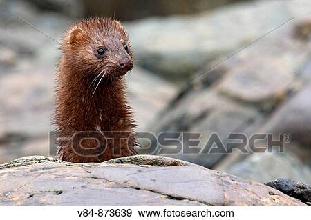 Stock Photo - Amerikanischer Nerz / Mink / American Mink / Neovison vison. Fotosearch