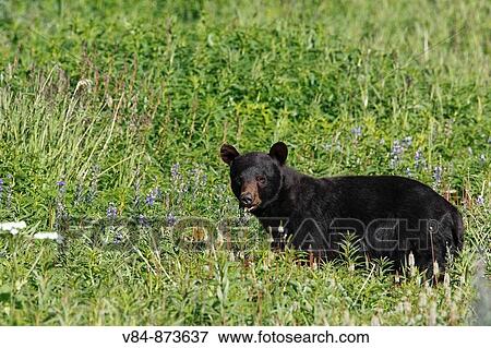 Amerikanischer Schwarzb? r / American Black Bear / Ursus americanus / Kluane-Nationalpark / Kluane National Park and Reserve, Kanada, canada, USA View Large Photo Image Stock Photo - Amerikanischer Schwarzb? r / American Black Bear / Ursus americanus / Kluane-Nationalpark / Kluane National Park and Reserve, Kanada, canada, USA. Fotosearch