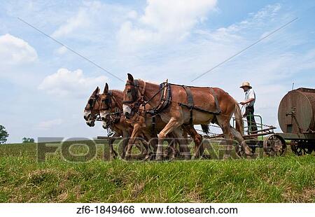 Amish man in old fashioned horse carriage on street in Intercourse Pennsylvania in Lancaster area of Amish country View Large Photo Image Stock Photograph - Amish man in old fashioned horse carriage on street in Intercourse Pennsylvania in Lancaster area of Amish country. Fotosearch