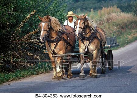 Amish man in on pulled by team of horses View Large Photo Image Stock Image - Amish man in on pulled by team of horses. Fotosearch