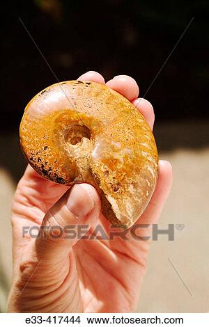 Ammonite fossil, an ancient extinct sea creature that lived in oceans all over the world View Large Photo Image Picture - Ammonite fossil, an ancient extinct sea creature that lived in oceans all over the world. Fotosearch
