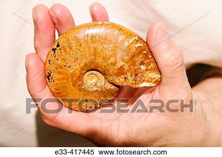 Ammonite fossil, an ancient extinct sea creature that lived in oceans all over the world View Large Photo Image Stock Photography - Ammonite fossil, an ancient extinct sea creature that lived in oceans all over the world. Fotosearch