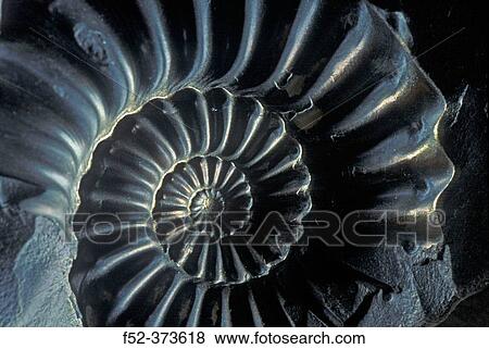 Ammonite fossil. Jurassic View Large Photo Image Stock Photo - Ammonite fossil. Jurassic. Fotosearch