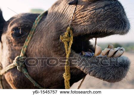 Amusing camel expression Thar Desert near Khuri Rajasthan India View Large Photo Image Stock Photo - Amusing camel expression Thar Desert near Khuri Rajasthan India. Fotosearch