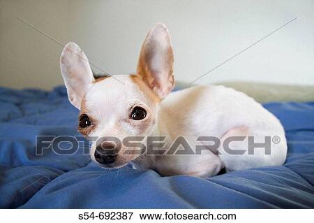 Stock Photo - An adult female Chihuahua on a bed, closeup with wide angle view. Fotosearch