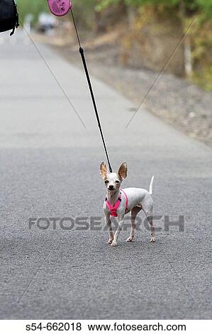 An adult female Chihuahua on a leash. View Large Photo Image Stock Photo - An adult female Chihuahua on a leash.. Fotosearch