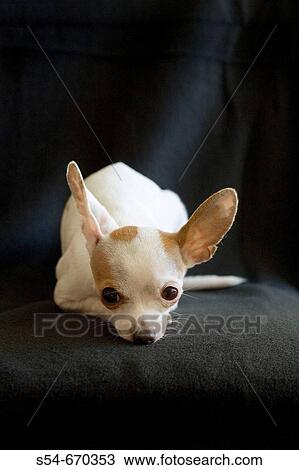 An adult female Chihuahua resting. View Large Photo Image Stock Image - An adult female Chihuahua resting.. Fotosearch